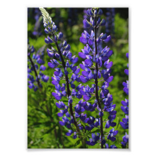 BlåttLupines Fototryck