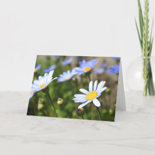Blåttmargueriten blommar hälsningkortet, noterar kort