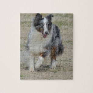 BlåttMerle australian shepherd Pussel
