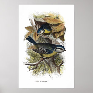 Blåttmes, Poster