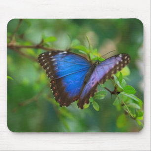 BlåttMorpho fjäril Mousepad Musmatta