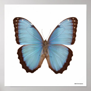 BlåttMorpho fjäril Poster