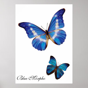 BlåttMorpho fjärilar Poster