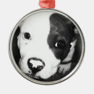 BlåttnäsPitbull valp Julgransprydnad Metall