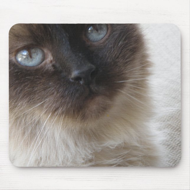 Blåttöga kattunge Mousepad Musmatta (Framsidan)