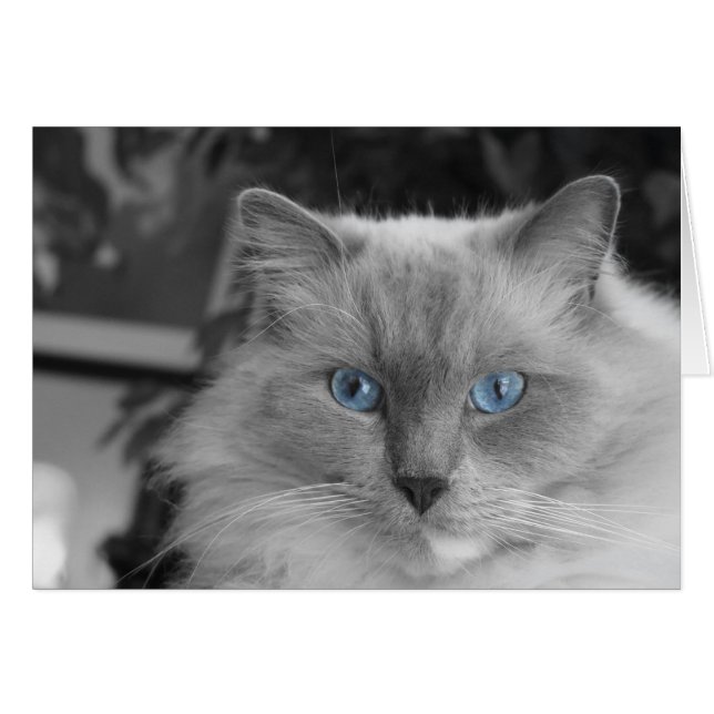 Blåttögon Hälsningskort (Framsidan Horizontal)