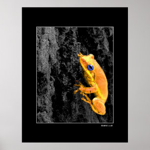 Blåttögon Poster