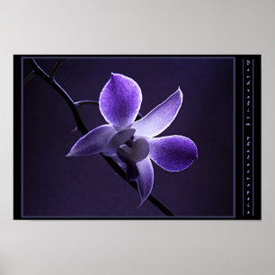 BlåttOrchid Poster