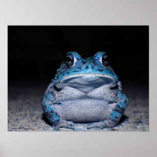 Blåttpadda Poster