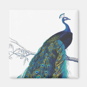 Blåttpåfågel med härliga svanfjädrar magnet