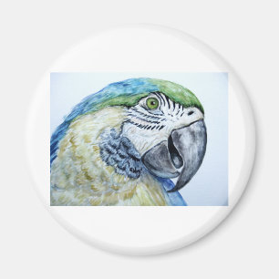 blåttpapegoja magnet