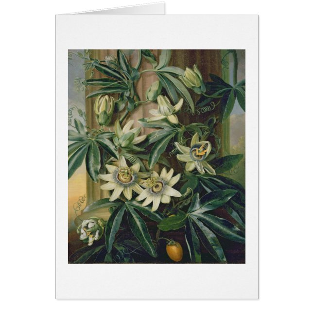 Blåttpassionblomma för "tempelet av floror vid R Hälsningskort (Framsidan)