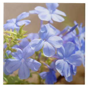 BlåttPlumbagoblommor belägger med tegel Kakelplatta