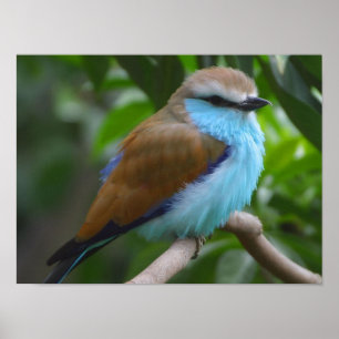 Blåttracket tailed rullfågelaffischen FRÅN 14,95 Poster