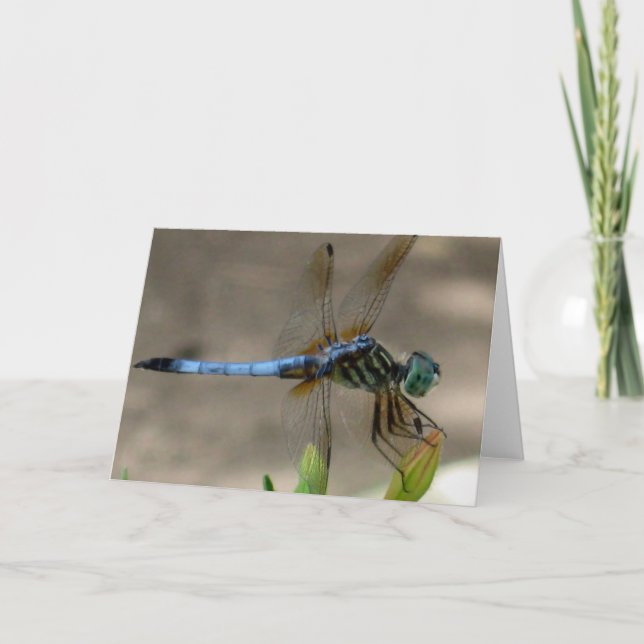 Blåttslända Notecard Kort (Framsida)