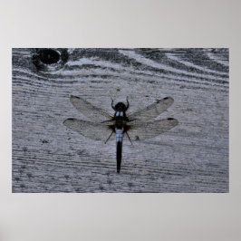 Blåttslända Poster