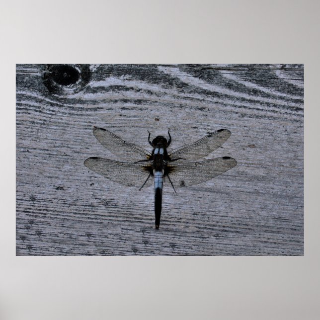 Blåttslända Poster (Framsidan)