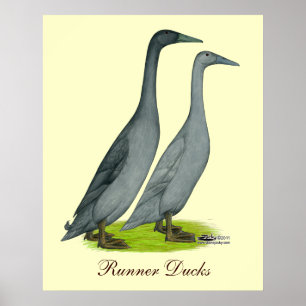 Blåttspringerankor Poster