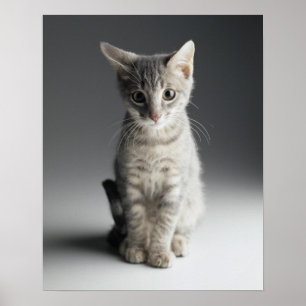 BlåttTabbykattunge Poster