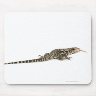 Blåtttegu - Tupinambismerianae Musmatta