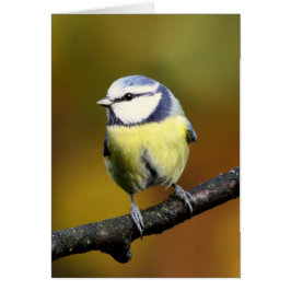 Blåtttitsitta på en gren hälsningskort
