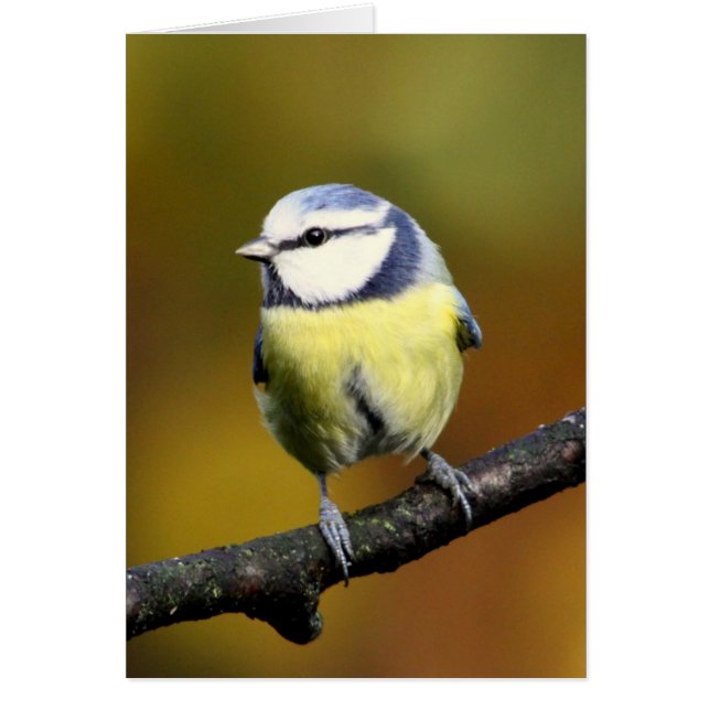 Blåtttitsitta på en gren hälsningskort (Framsidan)