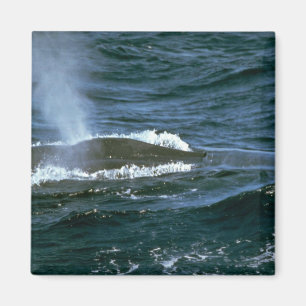 Blåttval Magnet