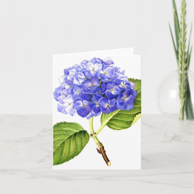 Blåttvanlig hortensia kort (Framsida)