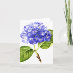 Blåttvanlig hortensia kort