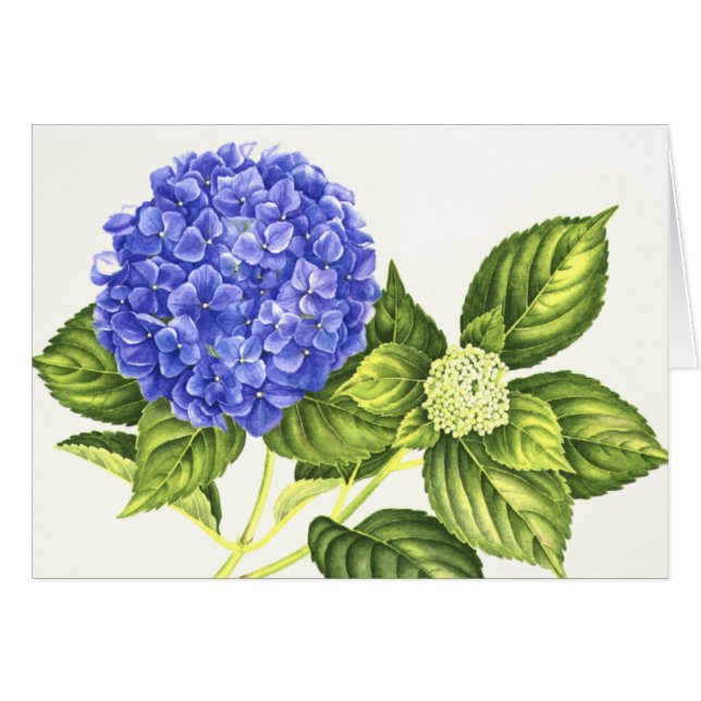 Blåttvanlig hortensia och knopp OBS kort (Framsidan Horizontal)