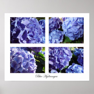 blåttvanlig hortensia poster