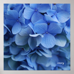 Blåttvanlig hortensia poster