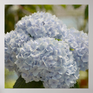 Blåttvanlig hortensia poster