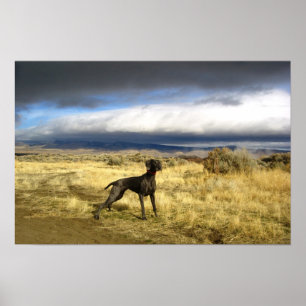 BlåttWeimaraner överrrakning Poster