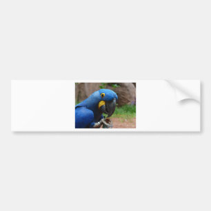 blauaruspapegoja bildekal