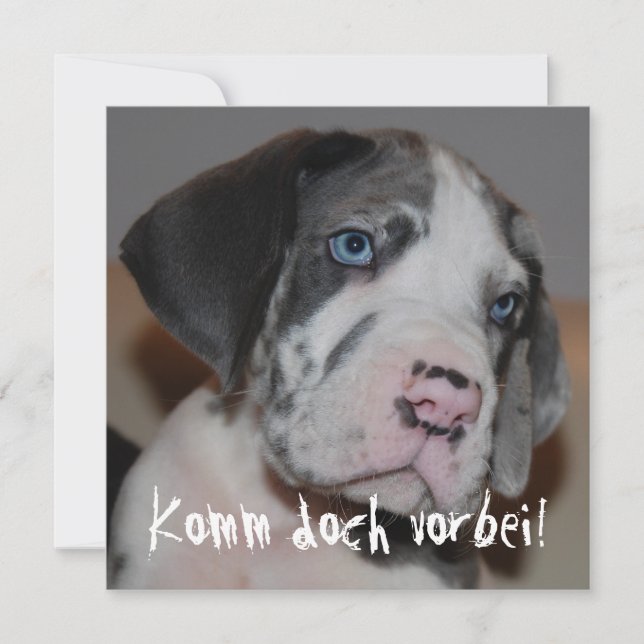 Blaue Augen Doggenwelpe (Framsida)