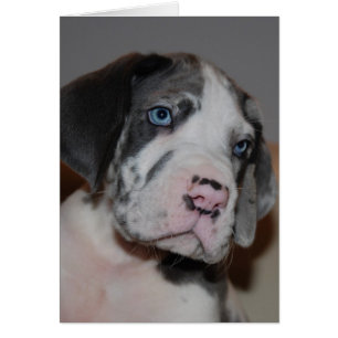 Blaue Augen Doggenwelpe Hälsningskort