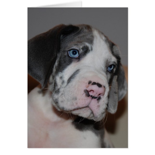 Blaue Augen Doggenwelpe Hälsningskort (Framsidan)