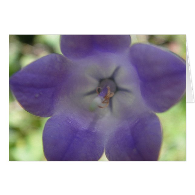 Blaue Glockenblume, Grusskarte Hälsningskort (Framsidan Horizontal)