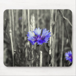 Blaue Kornblume Musmatta