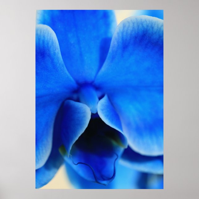 Blaue Orchidee Poster (Framsidan)