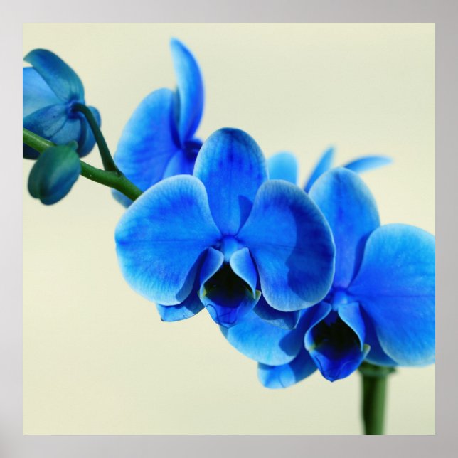 Blaue Orchidee Poster (Framsidan)