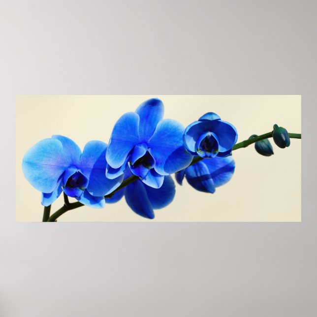 Blaue Orchideen Poster (Framsidan)