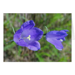 Blaues Glockenblumenpaar, Grusskarte, filt Hälsningskort