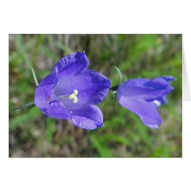 Blaues Glockenblumenpaar, Grusskarte, filt Hälsningskort (Framsidan Horizontal)