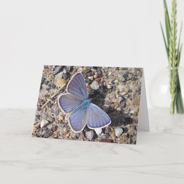 Bläuling (Greeting Card blue butterfly), blankt Kort (Framsida)