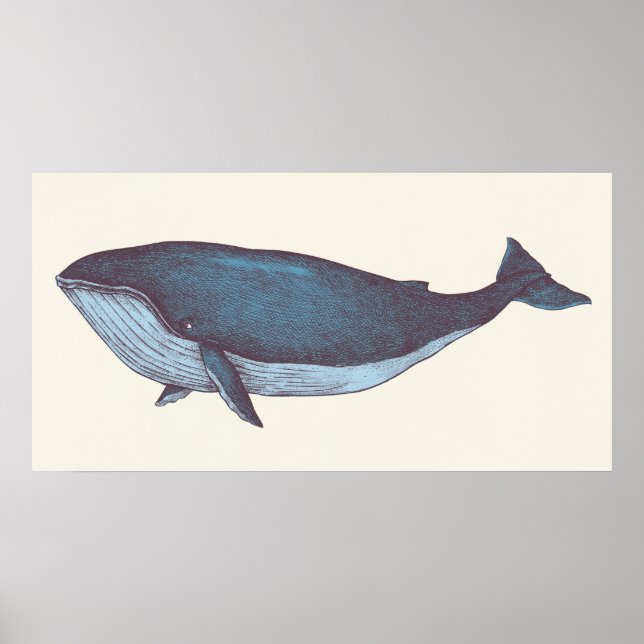 Blåval Poster (Framsidan)