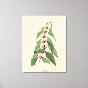 Blåvarare grönt från Audubon's Birds of America Canvastryck