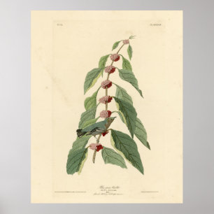 Blåvarare grönt från Audubon's Birds of America Poster
