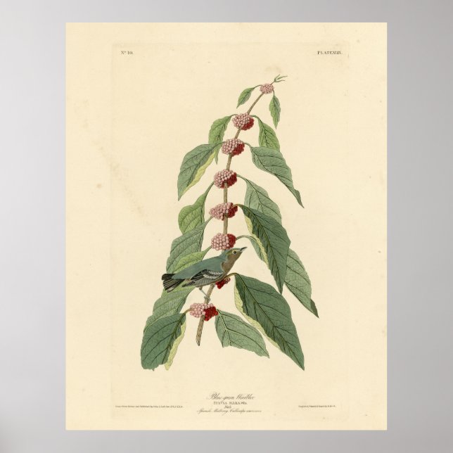 Blåvarare grönt från Audubon's Birds of America Poster (Framsidan)